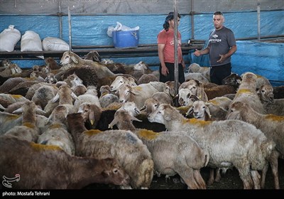 بازار فروش دام در آستانه عید قربان