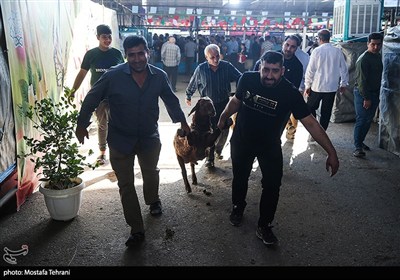بازار فروش دام در آستانه عید قربان