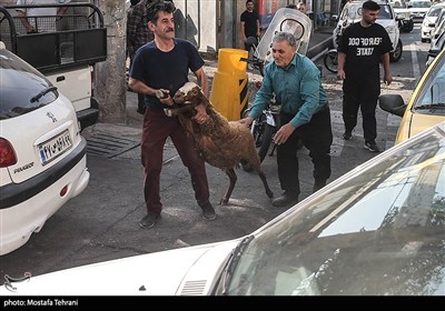 بازار فروش دام در آستانه عید قربان