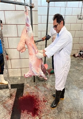 نمایی از قربانی و ذبح دام در عید قربان قزوین