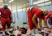 انجام حدود 85 هزار قربانی حج بهدست 74 ذابح ایرانی