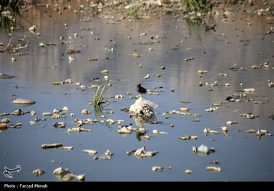 آلودگی رودخانه قره سو در کرمانشاه