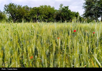 Весенняя природа Ирана - город Арак