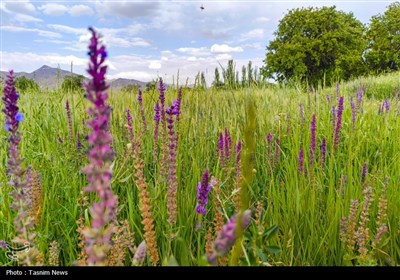 Весенняя природа Ирана - город Арак