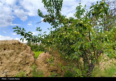 Весенняя природа Ирана - город Арак