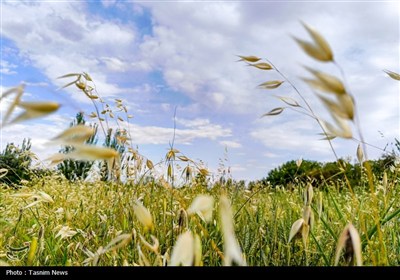 Весенняя природа Ирана - город Арак