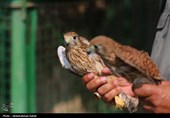 رهاسازی پرندگان شکاری تیمار شده در  طبیعت-همدان