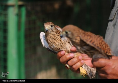رهاسازی پرندگان شکاری تیمار شده در طبیعت-همدان