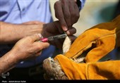 رهاسازی پرندگان شکاری تیمار شده در  طبیعت-همدان