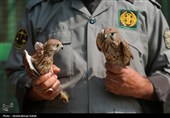 رهاسازی پرندگان شکاری تیمار شده در  طبیعت-همدان