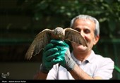 رهاسازی پرندگان شکاری تیمار شده در  طبیعت-همدان