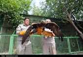 رهاسازی پرندگان شکاری تیمار شده در  طبیعت-همدان