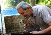 رهاسازی پرندگان شکاری تیمار شده در  طبیعت-همدان