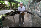 رهاسازی پرندگان شکاری تیمار شده در  طبیعت-همدان
