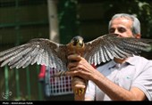 رهاسازی پرندگان شکاری تیمار شده در  طبیعت-همدان