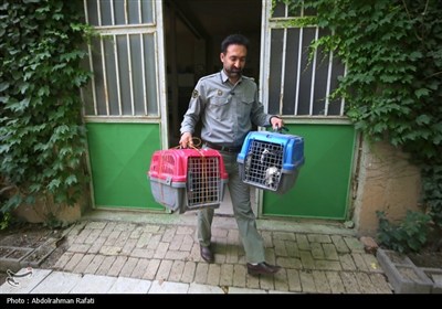 رهاسازی پرندگان شکاری تیمار شده در طبیعت-همدان