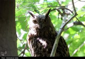 رهاسازی پرندگان شکاری تیمار شده در  طبیعت-همدان