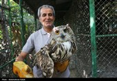 رهاسازی پرندگان شکاری تیمار شده در  طبیعت-همدان
