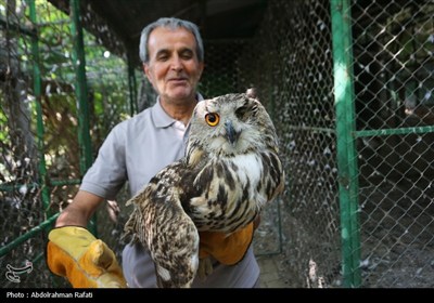 رهاسازی پرندگان شکاری تیمار شده در طبیعت-همدان
