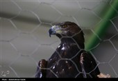 رهاسازی پرندگان شکاری تیمار شده در  طبیعت-همدان