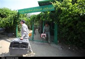 رهاسازی پرندگان شکاری تیمار شده در  طبیعت-همدان
