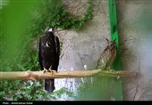 رهاسازی پرندگان شکاری تیمار شده در  طبیعت-همدان