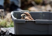رهاسازی پرندگان شکاری تیمار شده در  طبیعت-همدان