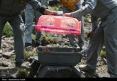 رهاسازی پرندگان شکاری تیمار شده در  طبیعت-همدان