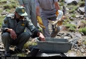 رهاسازی پرندگان شکاری تیمار شده در  طبیعت-همدان