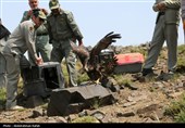 رهاسازی پرندگان شکاری تیمار شده در  طبیعت-همدان