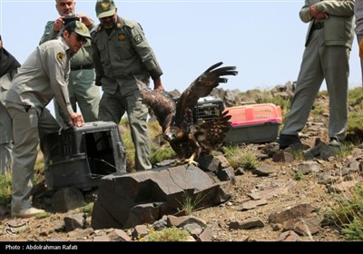 رهاسازی پرندگان شکاری تیمار شده در طبیعت-همدان