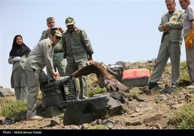 رهاسازی پرندگان شکاری تیمار شده در طبیعت-همدان