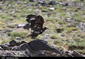 رهاسازی پرندگان شکاری تیمار شده در  طبیعت-همدان