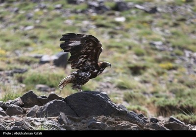 رهاسازی پرندگان شکاری تیمار شده در طبیعت-همدان