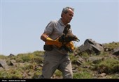 رهاسازی پرندگان شکاری تیمار شده در  طبیعت-همدان