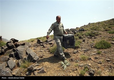 رهاسازی پرندگان شکاری تیمار شده در طبیعت-همدان