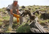 رهاسازی پرندگان شکاری تیمار شده در  طبیعت-همدان