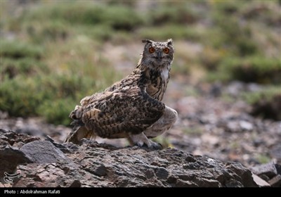 رهاسازی پرندگان شکاری تیمار شده در طبیعت-همدان