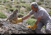 Birds of Prey Fly Back into The Wild after Rehabilitation in Iran