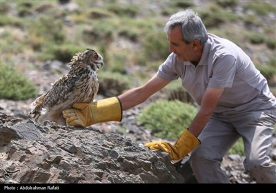 Birds of Prey Fly Back into The Wild after Rehabilitation in Iran