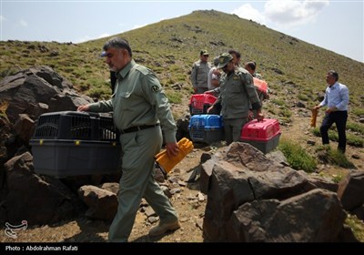 رهاسازی پرندگان شکاری تیمار شده در طبیعت-همدان