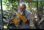 رهاسازی پرندگان شکاری تیمار شده در  طبیعت-همدان