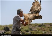 رهاسازی پرندگان شکاری تیمار شده در  طبیعت-همدان