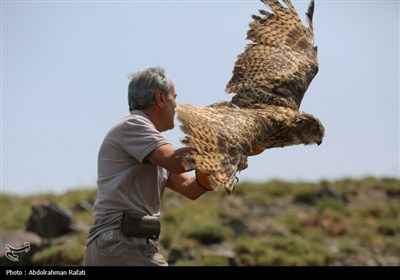 رهاسازی پرندگان شکاری تیمار شده در طبیعت-همدان