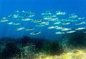 World Leaders Head to France for UN Summit on Ocean Threats