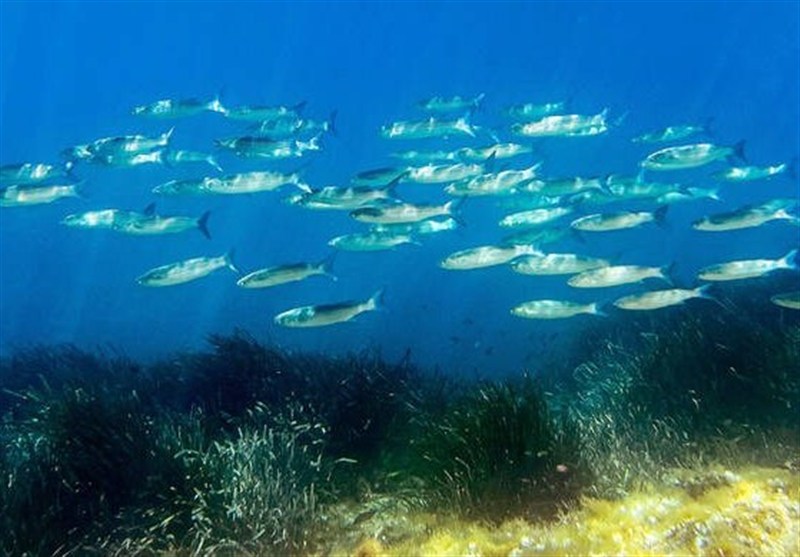 World Leaders Head to France for UN Summit on Ocean Threats