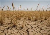 آغاز خرید تضمینی گندم در چهارمحال و بختیاری