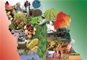 صنایع غذایی؛ پیشران اشتغال یا قربانی خاموش بحرانها؟