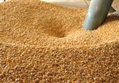 کاهش وابستگی به خوراک دام وارداتی با دانش بومی محقق شد