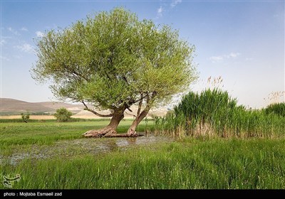 Заповедная зона водно-болотных угодий Новрузлоо в Миандоабе